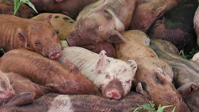 这是一小群自由放养的小猪在田野里挤作一团睡觉的特写