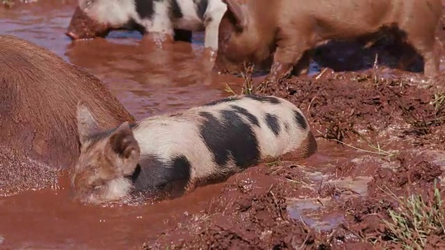 放养的猪在泥里打滚