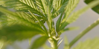 大麻植物大麻
