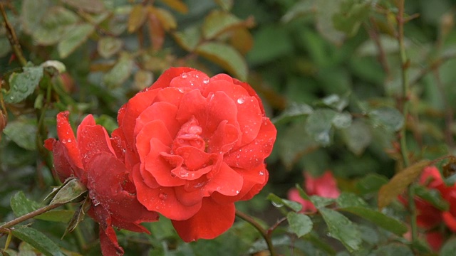 美丽的红玫瑰与水珠
