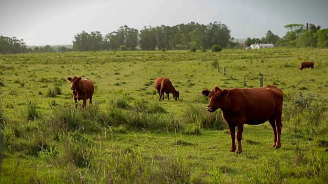 农业领域的有机牛。非工业化养殖