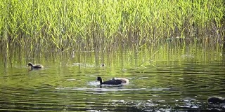 在阳光明媚的日子里，一只小鸭子浮在水面上，在水中嬉戏