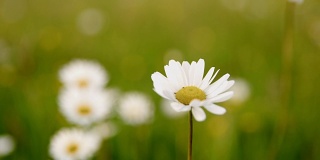 草地上的Oxeye雏菊