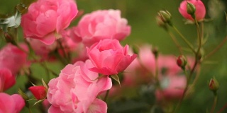 美丽的粉红玫瑰在玫瑰园盛开