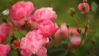 美丽的粉红玫瑰在玫瑰园盛开视频素材模板下载