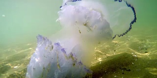 水母生长在自然环境的浅海中，被阳光照射