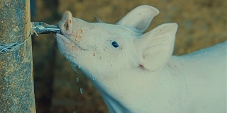小猪喝水