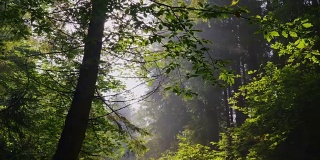 阳光透过树枝照进来。清晨的森林，清澈的空气和淡淡的薄雾