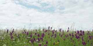 云朵掠过野紫罗兰，黄和白帽子野花。大黄蜂和蜜蜂采蜜