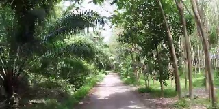 通过热带森林行动相机POV的道路正面视图