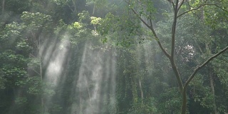 慢镜头的阳光透过树木与喷雾。