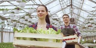 两个快乐的温室工人提着装满蔬菜的箱子。人们对他们种植的有机食物微笑和高兴。