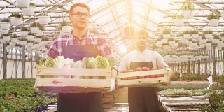 两名工业温室工人背着装满蔬菜的箱子，而农民则在一排排的植物上工作。人们对他们种植的有机食物微笑和高兴。