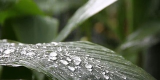 大雨落在花园里绿色的大叶子上，像瀑布一样落下风暴