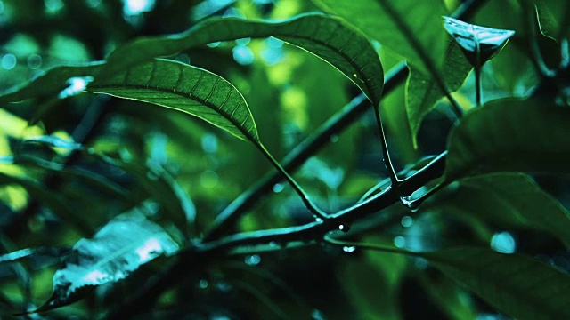 雨滴落在树叶上