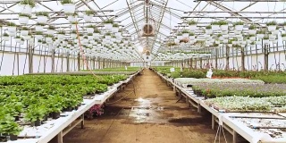在阳光明媚的工业温室里，镜头穿过一排排美丽、稀有和商业上可行的花卉和植物。大型生产主题。