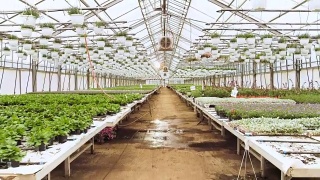 在阳光明媚的工业温室里，镜头穿过一排排美丽、稀有和商业上可行的花卉和植物。大型生产主题。视频素材模板下载