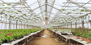 在阳光明媚的工业温室里，镜头穿过一排排美丽、稀有和商业上可行的花卉和植物。大型生产主题。