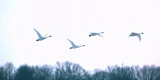 慢镜头天鹅在早晨的天空中飞翔