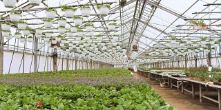 在阳光明媚的工业温室里，摄像机展示了一排排彩色、美丽、稀有和商业上可行的花卉和植物。大型生产主题。