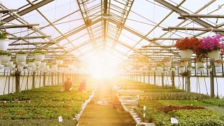 在阳光明媚的工业温室里，快乐的园丁忙于处理五颜六色的花卉、植被和植物的全景。视频素材模板下载