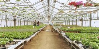 在阳光明媚的工业温室里，快乐的园丁们正忙着处理五颜六色的花卉、植被和植物。