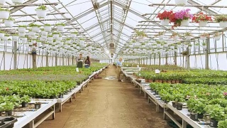 在阳光明媚的工业温室里，快乐的园丁们正忙着处理五颜六色的花卉、植被和植物。视频素材模板下载