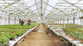 在阳光明媚的工业温室里，快乐的园丁们正忙着处理五颜六色的花卉、植被和植物。视频素材模板下载