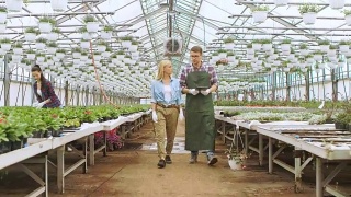 在阳光工业温室中，农业工程师和园丁用平板电脑检测花卉和分析数据。可见成排的稀有和商业上可行的植物。视频素材模板下载