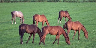 牧场上的马群，种马，草地，吃，打架，动物行为，荷兰，4K