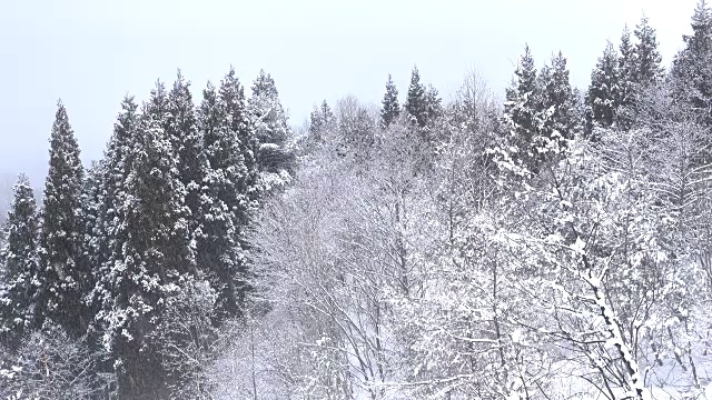 树林里下雪了