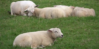 绵羊在牧场上，反刍，吃鹅肝，草原，荷兰，4K