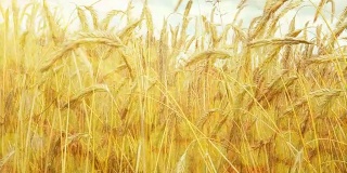 金黄成熟的麦田等待收割。夏天。阳光明媚的一天。