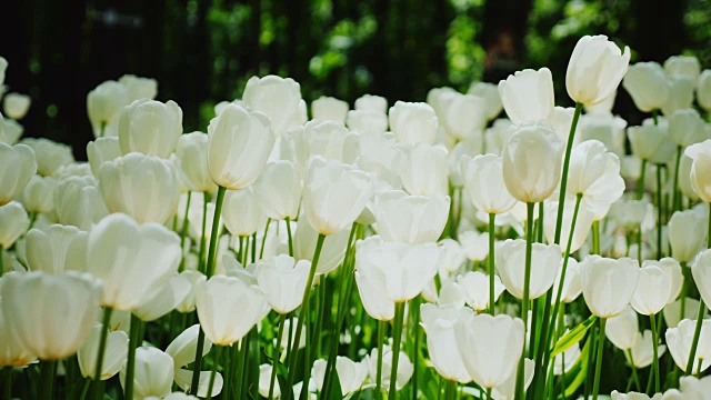 美丽的白色郁金香。花瓣照亮了阳光。和平的春天的风景