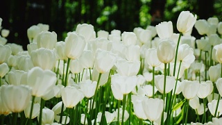 美丽的白色郁金香。花瓣照亮了阳光。和平的春天的风景视频素材模板下载