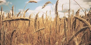 金黄成熟的麦田等待收割。夏天。阳光明媚的一天。全景。