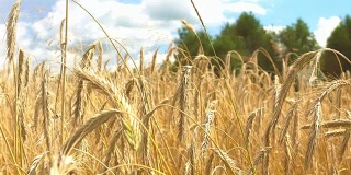 金黄成熟的麦田等待收割。夏天。阳光明媚的一天。全景。闪光。