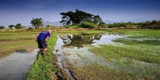 老农准备确保稻田种植。