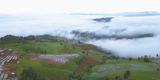 无人机拍摄的泰国清迈Pa Pong Pieng山周围稻田的鸟瞰图，穿过云雾海洋。