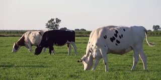 奶牛在牧场上吃鹅肝，草地，荷兰，4K
