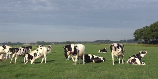 奶牛在牧场上吃鹅肝，草地，荷兰，4K