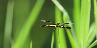 蜻蜓:在风中叶子上有斑驳的翅膀
