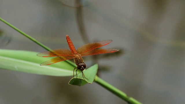 蜻蜓:栖息在叶子上的亚洲琥珀属植物