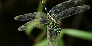 蜻蜓:普通的翼尾虫，在树枝上吃蜜蜂