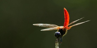蜻蜓:在树枝上的普通红色蜻蜓