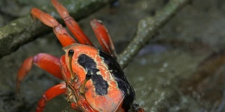 红蟹在红树林中觅食