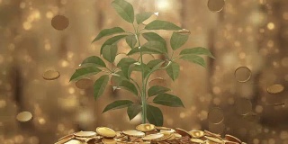 植物和硬币