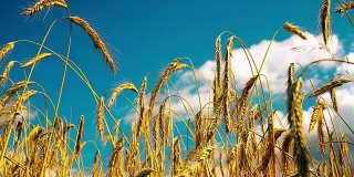 金黄成熟的麦田等待收割。夏天。阳光明媚的一天。