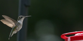 慢镜头蜂鸟飞过鸟类喂食器