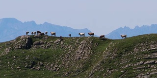 牛懒洋洋地躺在高山上的田野里